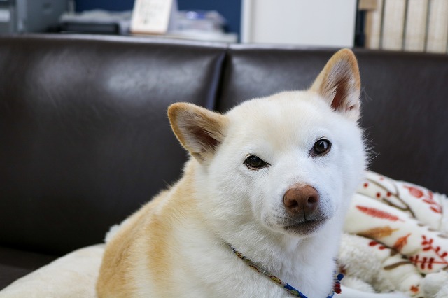 よくあるご質問